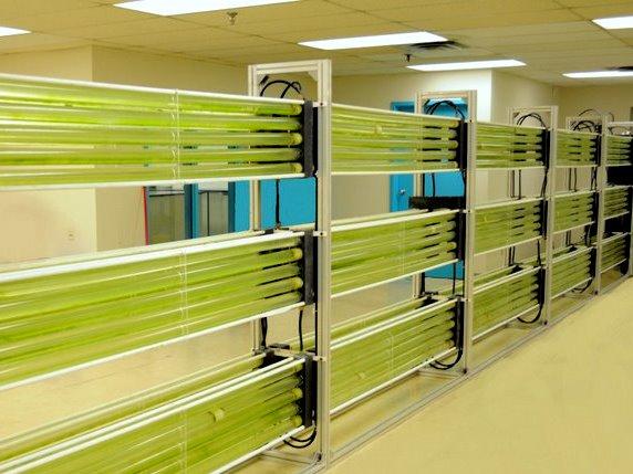 tubular algae bioreactor